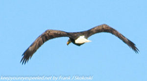 bald eagle in flight 
