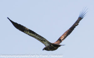 juvenile bald eagle in flight 