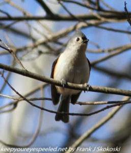 tufted titmouse on tree branch 