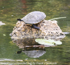 turtle on rock 