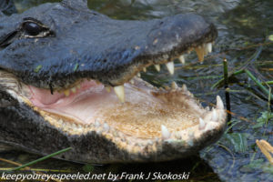 alligator with mouth open 