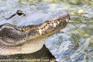 alligator close up 