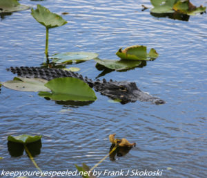 alligator in water 