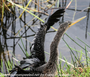 anhinga with neck extended 