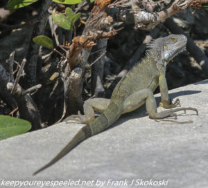 iguana lizard 