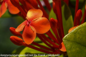 close up of orange flowers 
