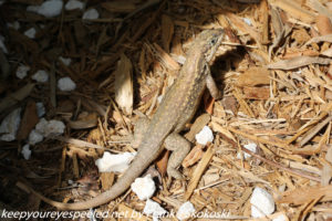 lizard on ground 