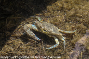crab in water of bay 