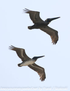 brown pelicans in flight 