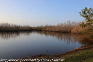 Mrazek pond in Everglades 