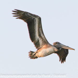 brown pelican in flight 