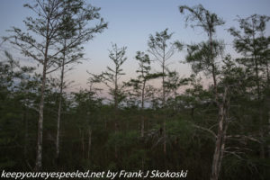 pine trees in twilight in Everglades 