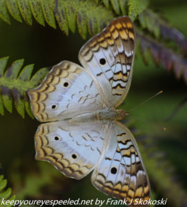 butterfly on fern 