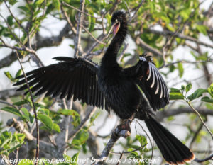 anhinga in tree with wings extrnded