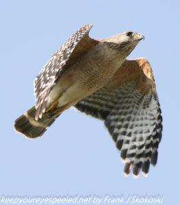 red shouldered hawk in flight 