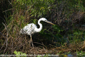 egret in reeds 
