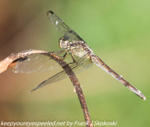 dragonfly on stem 