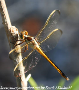 dragonfly on branch 