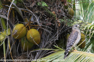hawk in coconut palm tree