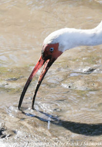 close up of ibis 