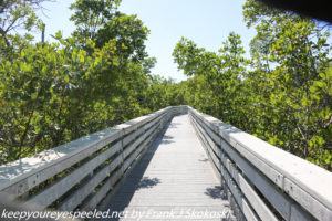 boardwalk through mangroves 