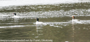 common mergansers on lake 
