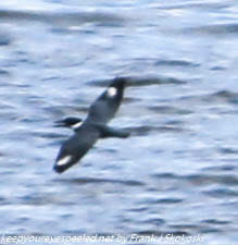 belted kingfisher in flight 
