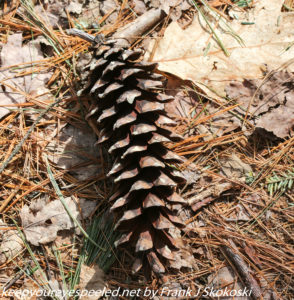pine cone on ground 