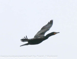 double crested cormorant in flight 