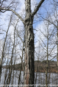 shagbark hickory nut tree 