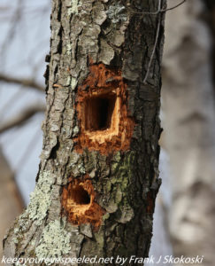 holes in tree made by woodpecker 