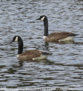 Canada geese on lake