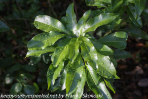 raindrops on leaf in sunlight