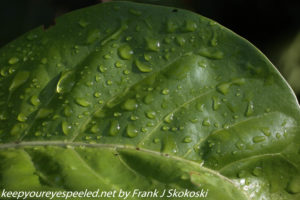 raindrops on leaf in sunlight 