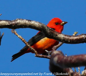 scarlet tanager in tree