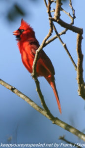 cardinal in tree