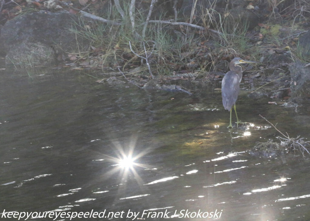 tri-colored heron and sun reflection