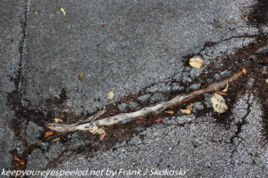 tree roots breaking through asphalt 