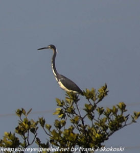 tri-colored heron in tree