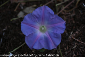 blue flower on trail 