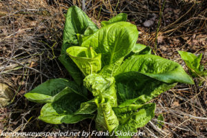 skunk cabbage on trail 