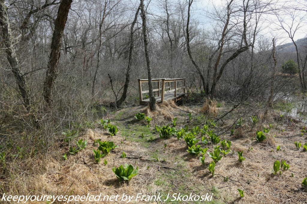 skunk cabbage and bridge on trail