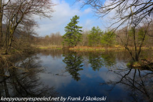tree reflection on pond