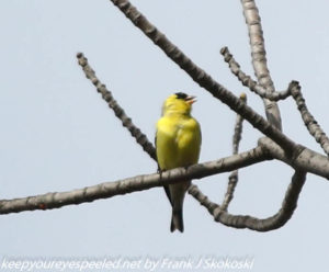 goldfinch in tree 