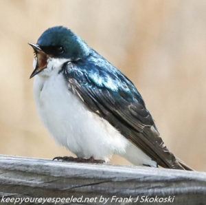 tree swallow with mouth open 