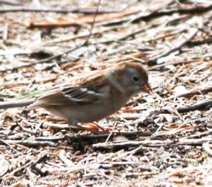 filed sparrow on ground 