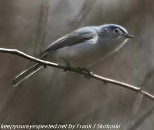 blue gray gnatcatcher  in tree 