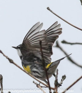 yellow rumped warbler in flight 