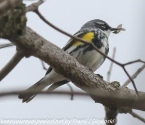 yellow rumped warbler with insect in beak 