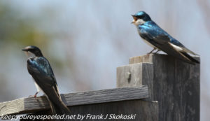 pair of swallows on bird house 